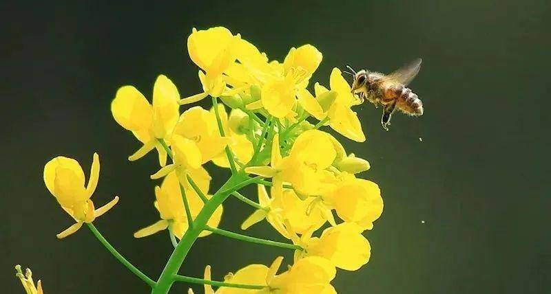 成华融媒_蜜蜂_成都_货场