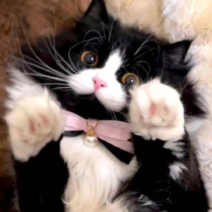 头像| 323038 38363534奶牛猫_男女_来自_网络