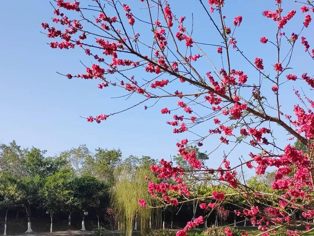 十里桃花浪漫启幕