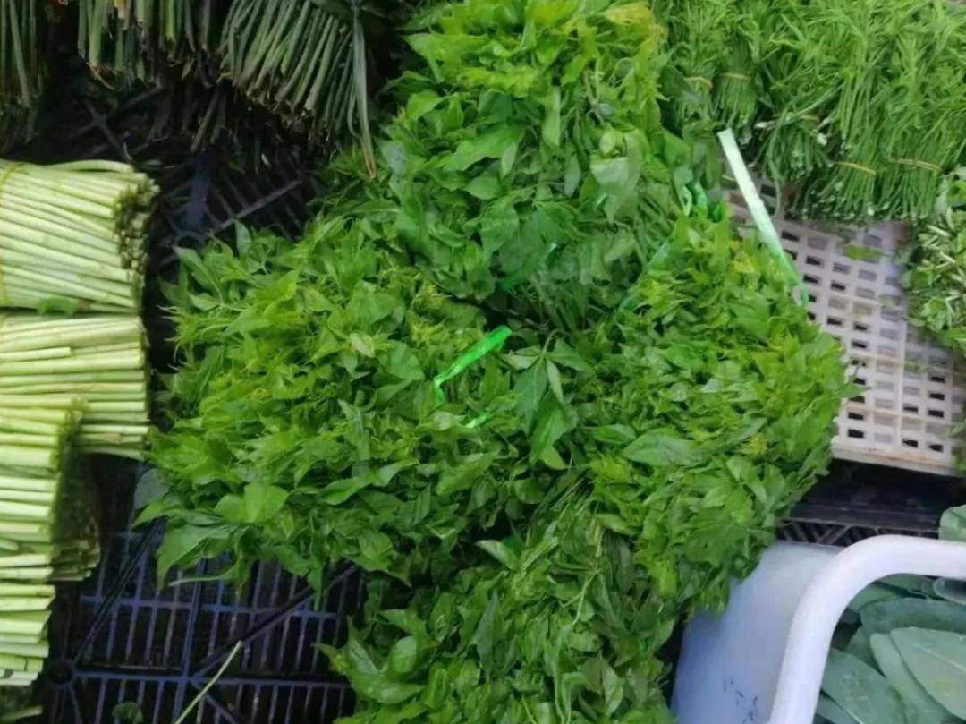 人的家常做法是把刺五加洗净后直接用来凉拌吃起来清香爽口火草图源:"