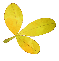 爽爽贵阳繁花似锦收藏贵安樱花园一站式游园攻略