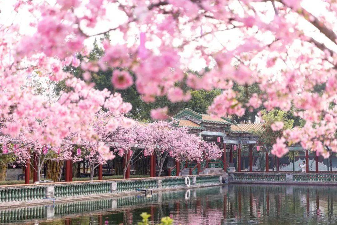 带你看十里"樱花海"~_赏樱_资料_景区