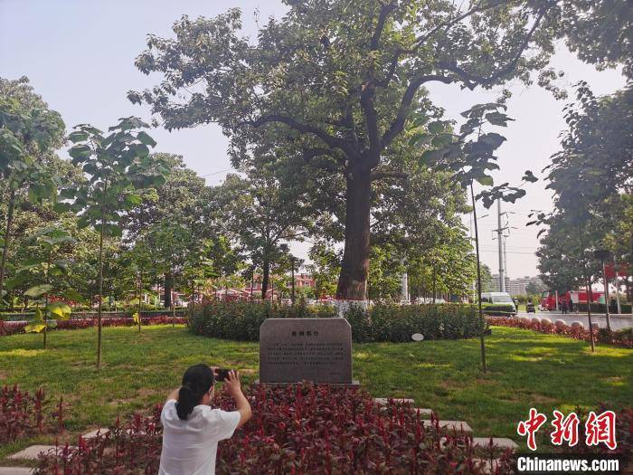 20株二代焦桐植入河南兰考大地