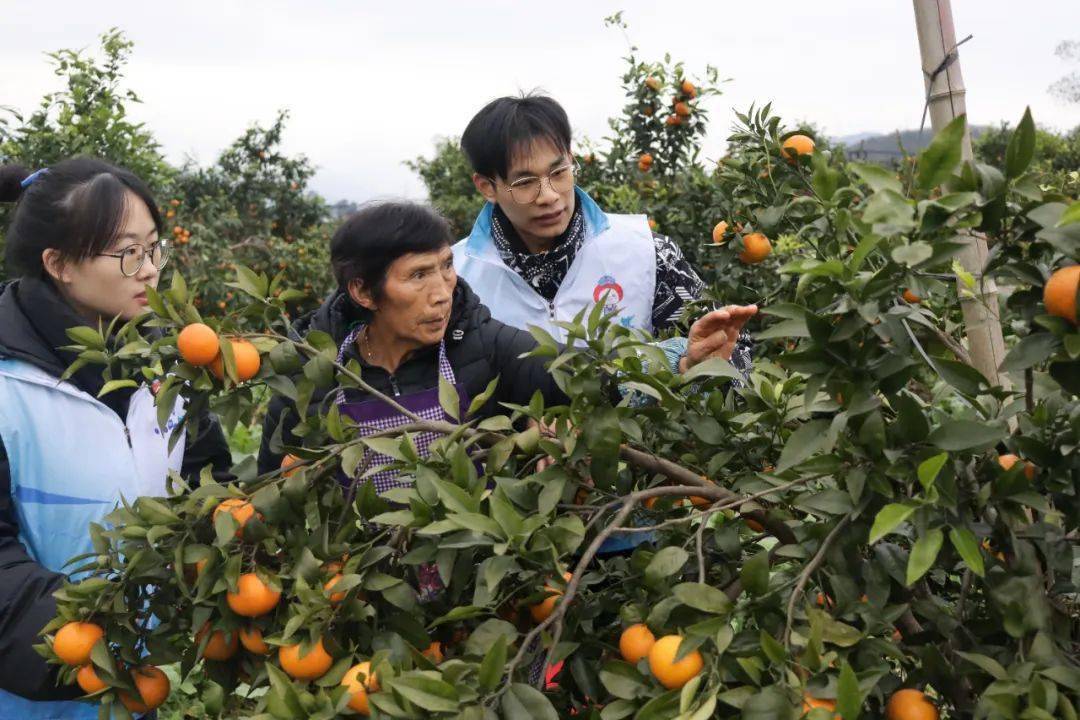 乡村好青年綦江区打好实践育人组合拳引导返乡大学生积极参与家乡建设