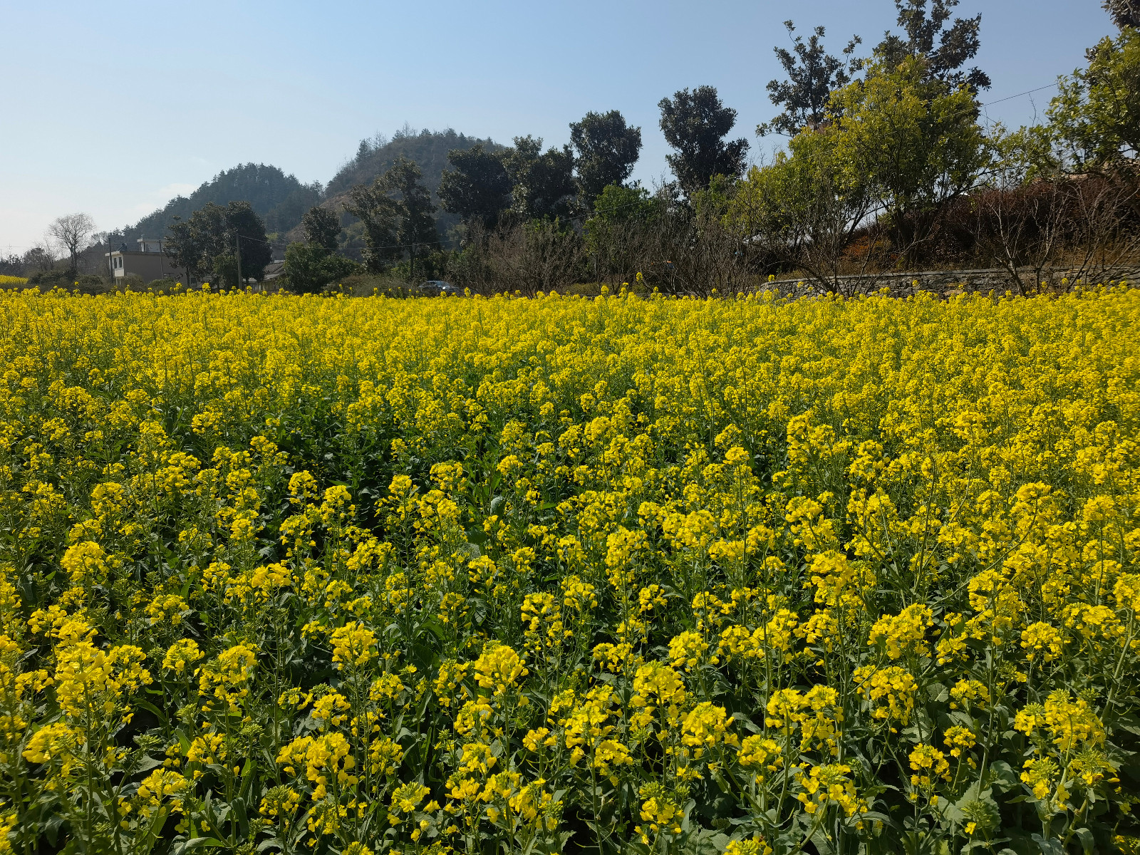 南明区永乐乡:油菜花竞相盛开 游客踏青赏花忙_乡村_田园_金色