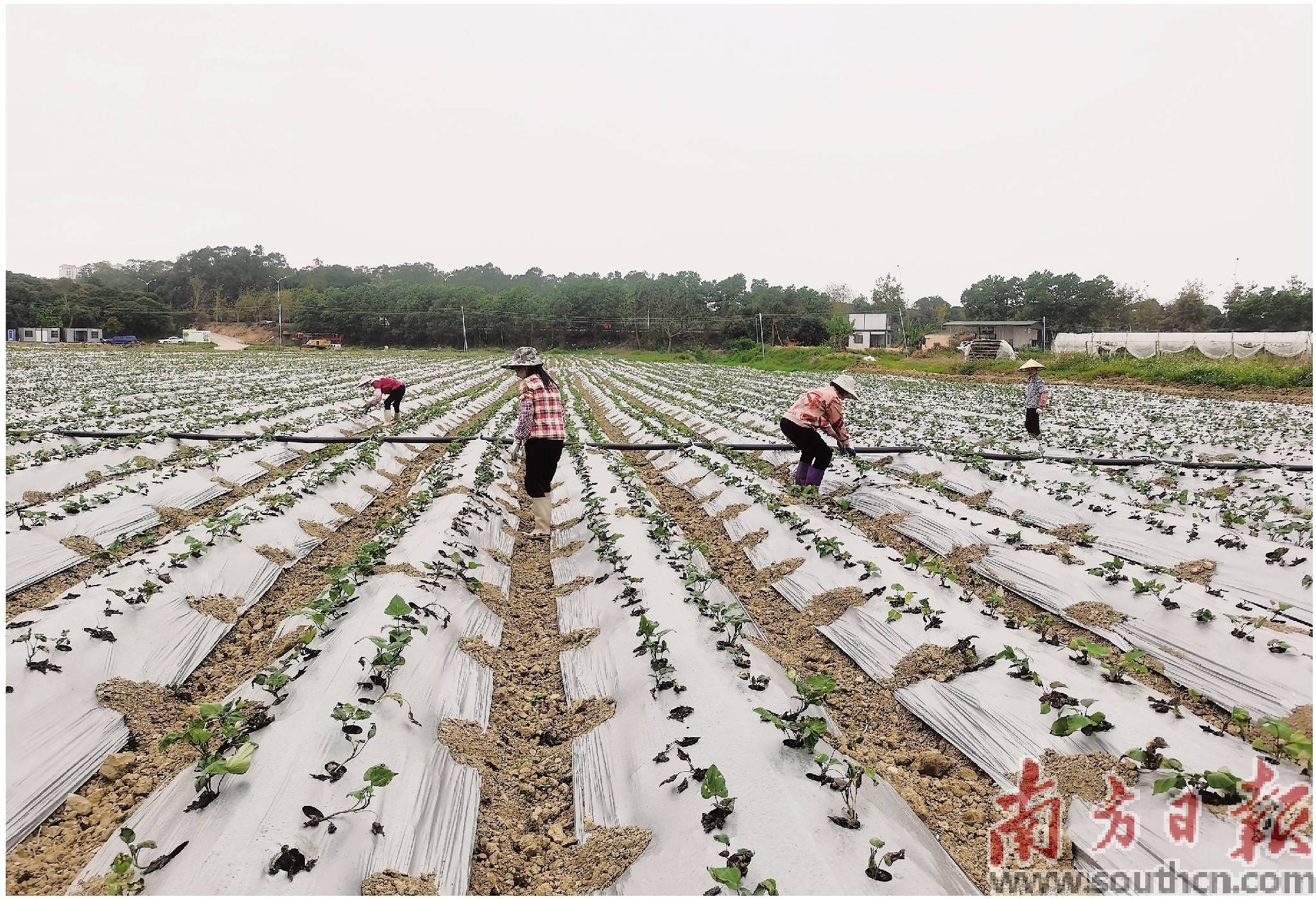 土地生新绿 生产忙起来_种植_茄子_甘薯