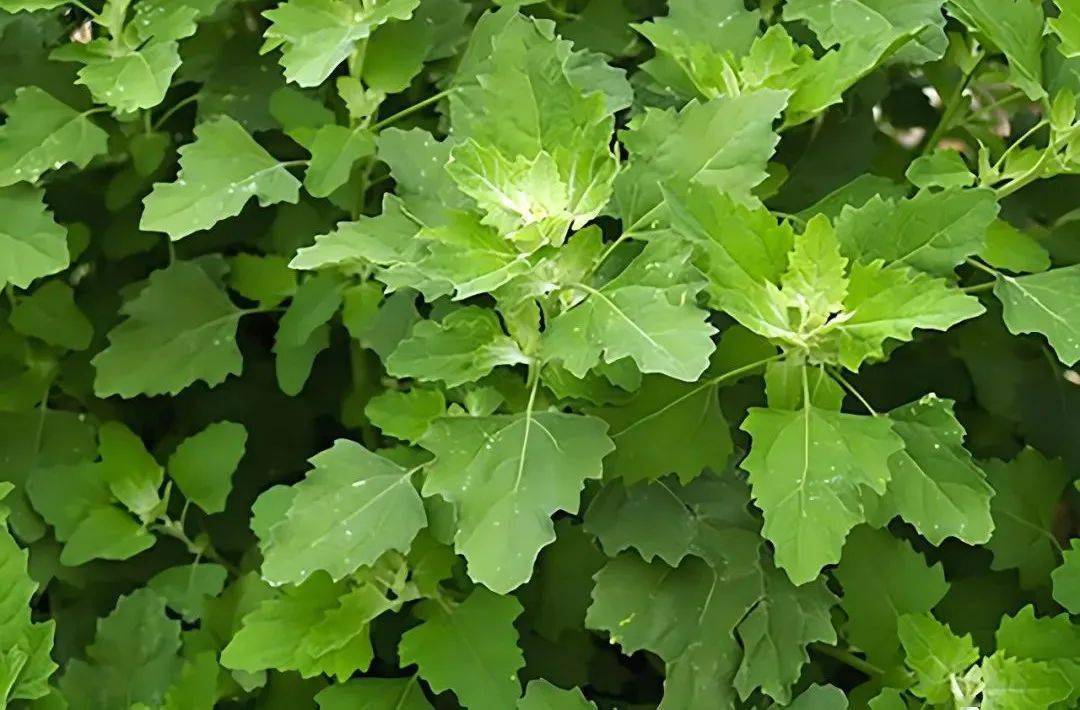 这16种野菜都是人间美味你吃过几种了解一下别当野草错过