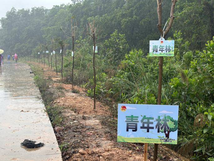 绿美广东青年先行今天千名台山青年共植绿美青年林