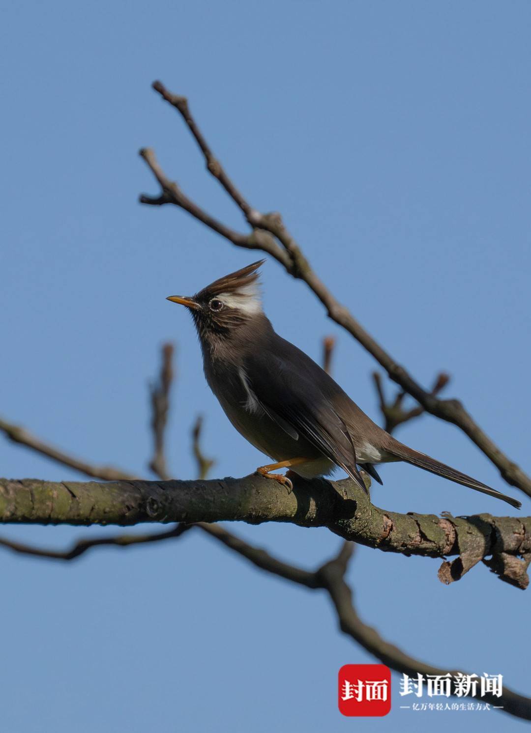 图集丨春暖花开时 鸟儿齐闹春_季节_白骨顶_苍鹭