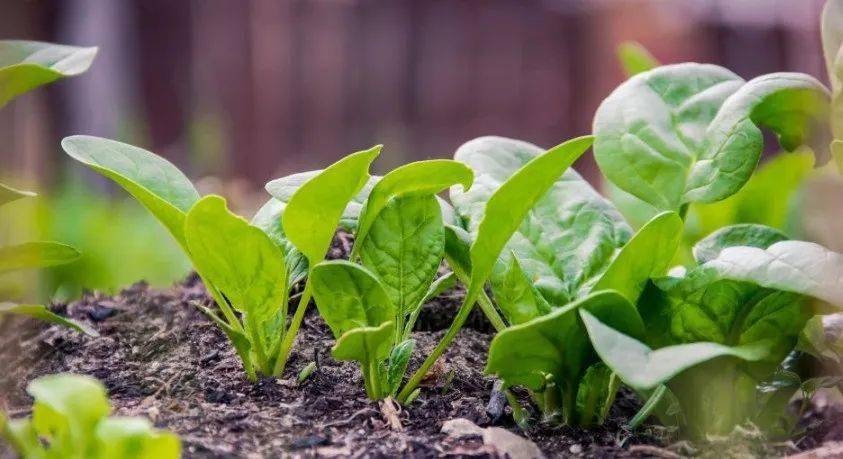 春季要少吃萝卜和白菜多吃这4鲜鲜嫩营养又美味应季而食身体好不吃