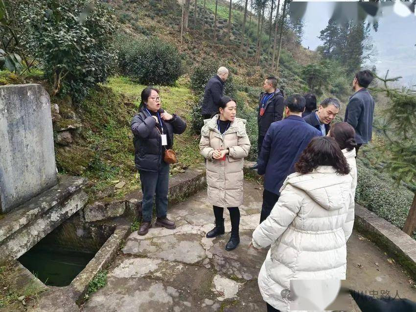 利川市忠路镇启动春茶助力行动全力推动乡村振兴