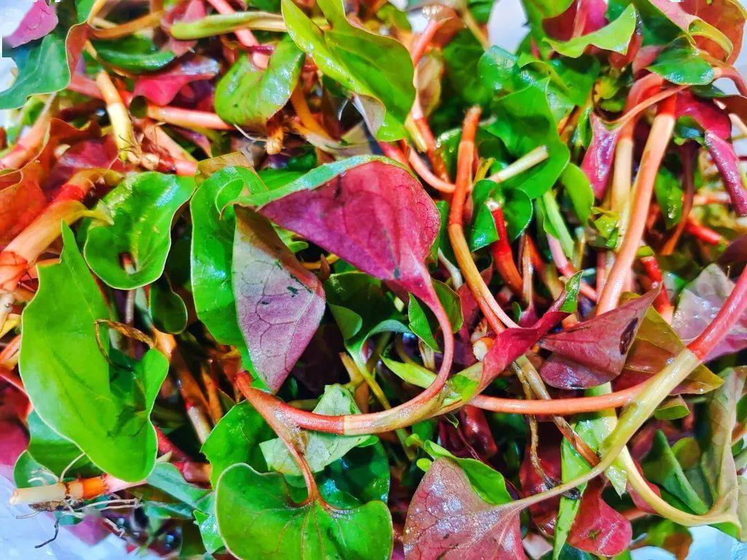 只要你吃折耳根,我们豆是一家人_重庆人_食用_餐桌上