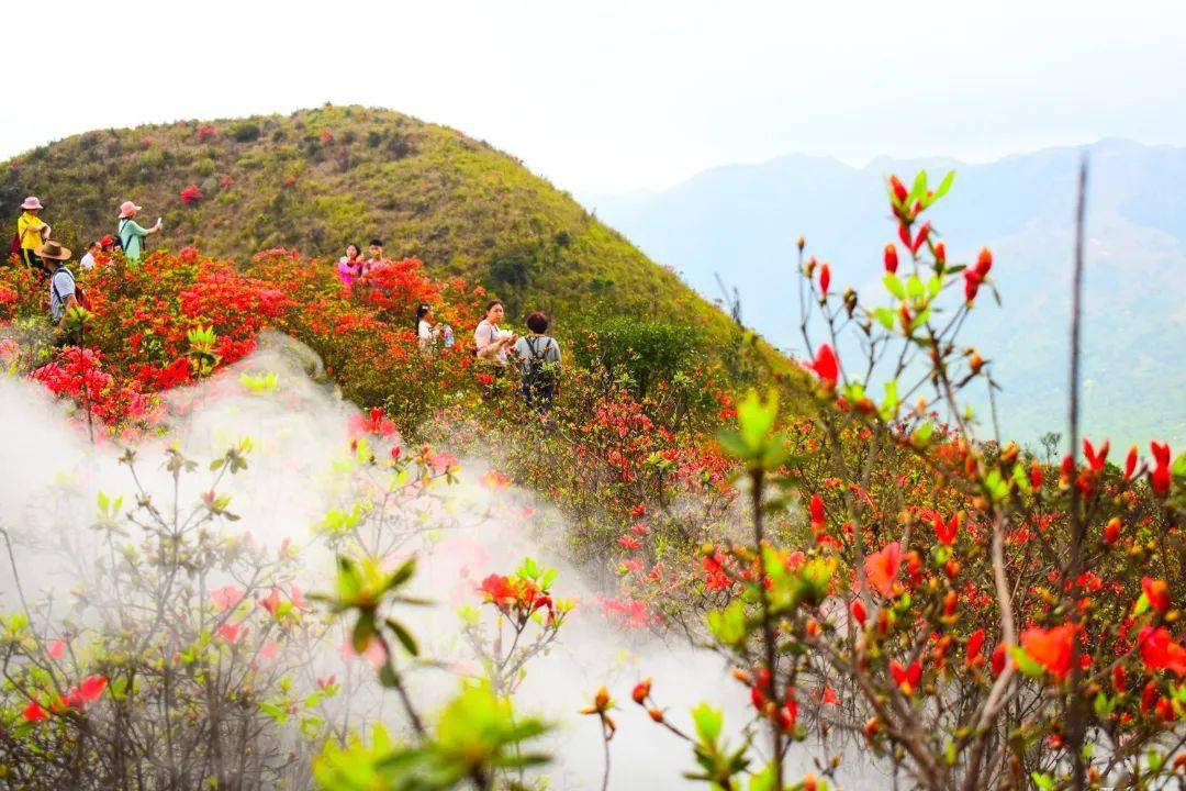 天露山第七届杜鹃花节将于3月16日隆重开启罗定朋友请收下这份攻略