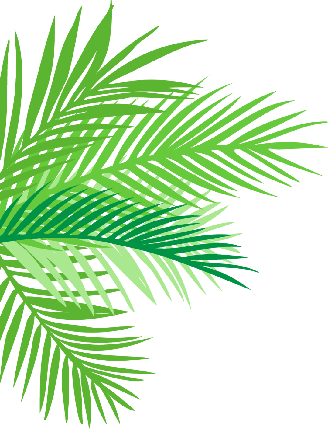 植树节名字带龙的神奇植物