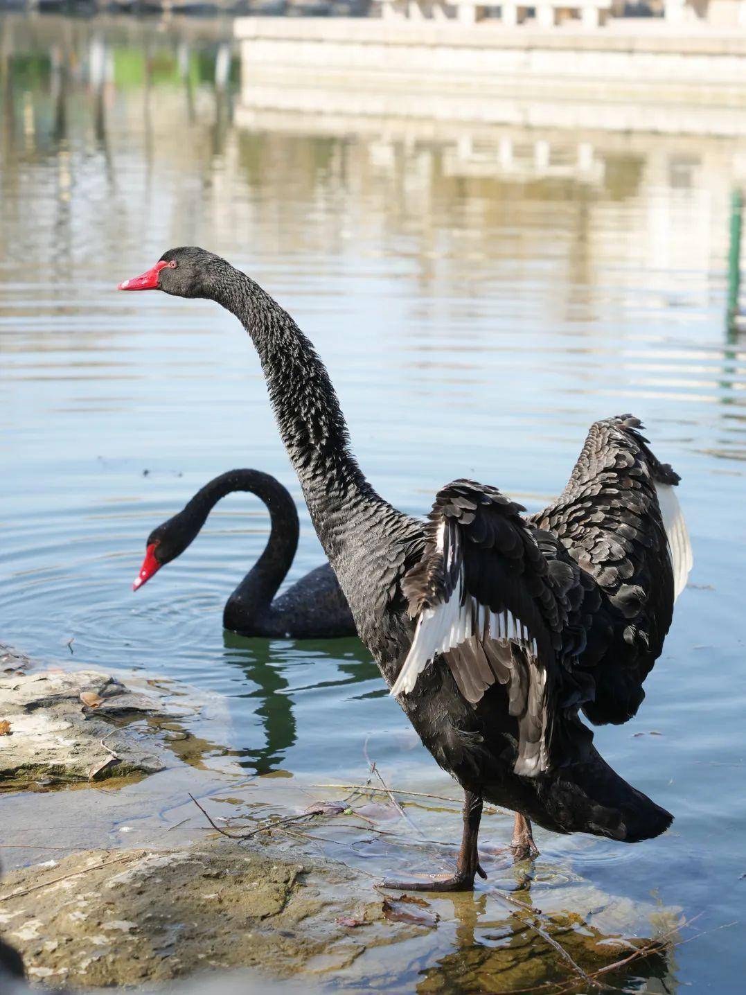 两对黑天鹅正式落户清华园