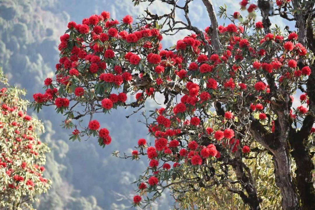 来云南,开启一场春日视觉盛宴