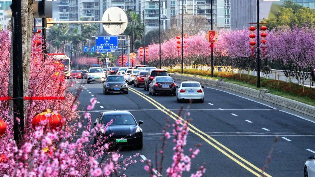 温州市市花图片