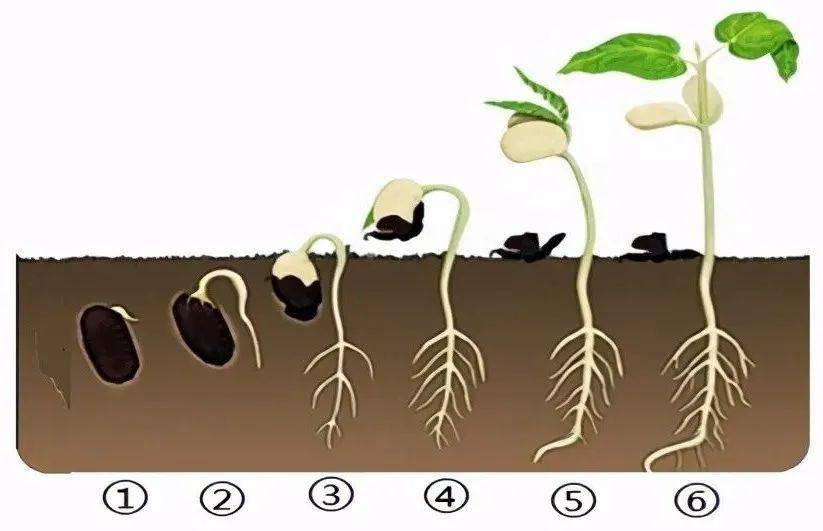 双子叶植物生根发芽过程《说文解字》依据襄的小篆字形认为起本义是