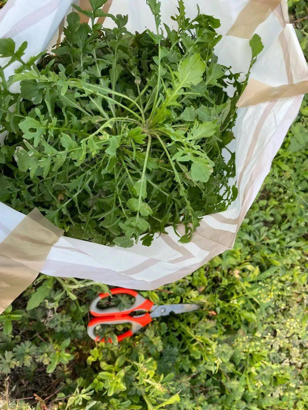 价格飙升!荣成正上市!_香椿_野菜_市民