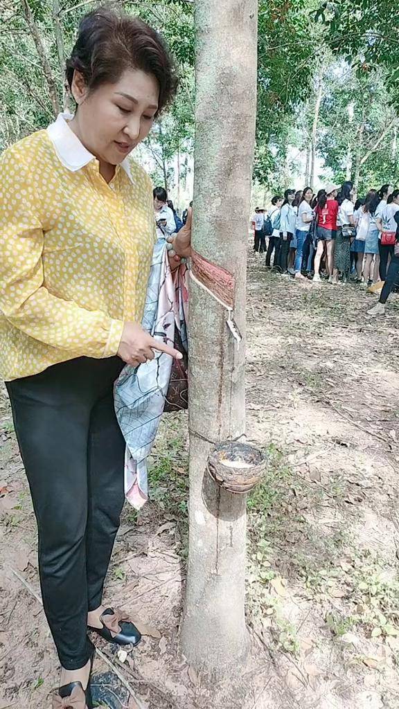 今天来参观泰国橡胶林乳胶枕头床垫都是出自这里.