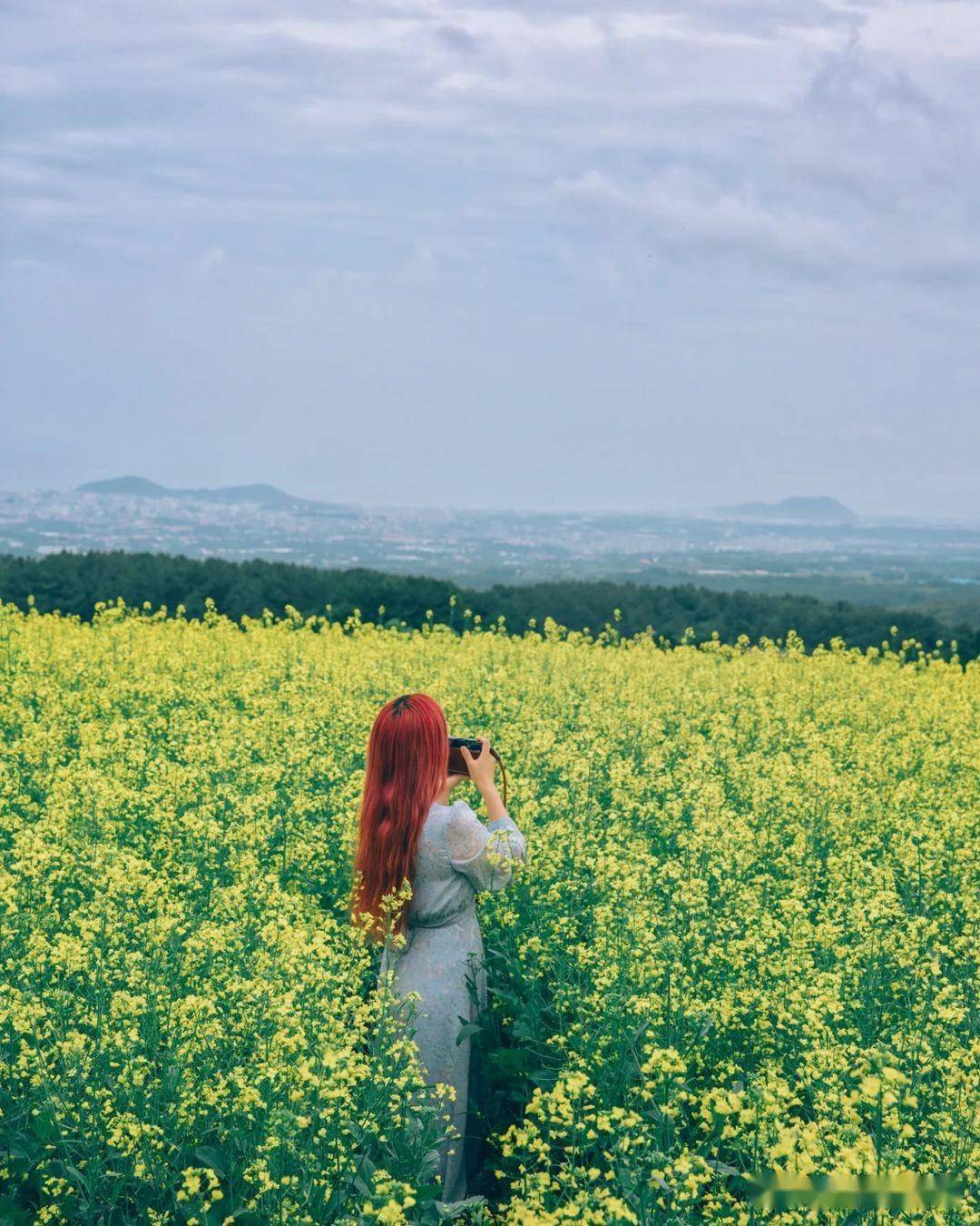 油菜花海拍照女孩图片图片