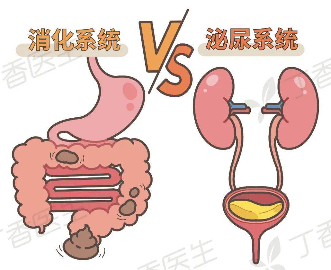 拉屎部位图片