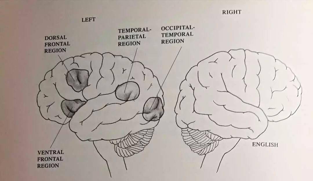 脑科学手抄报图片