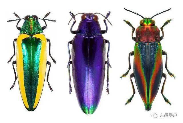 吉丁虫是一种有趣的昆虫,从它们的行为习惯和形态