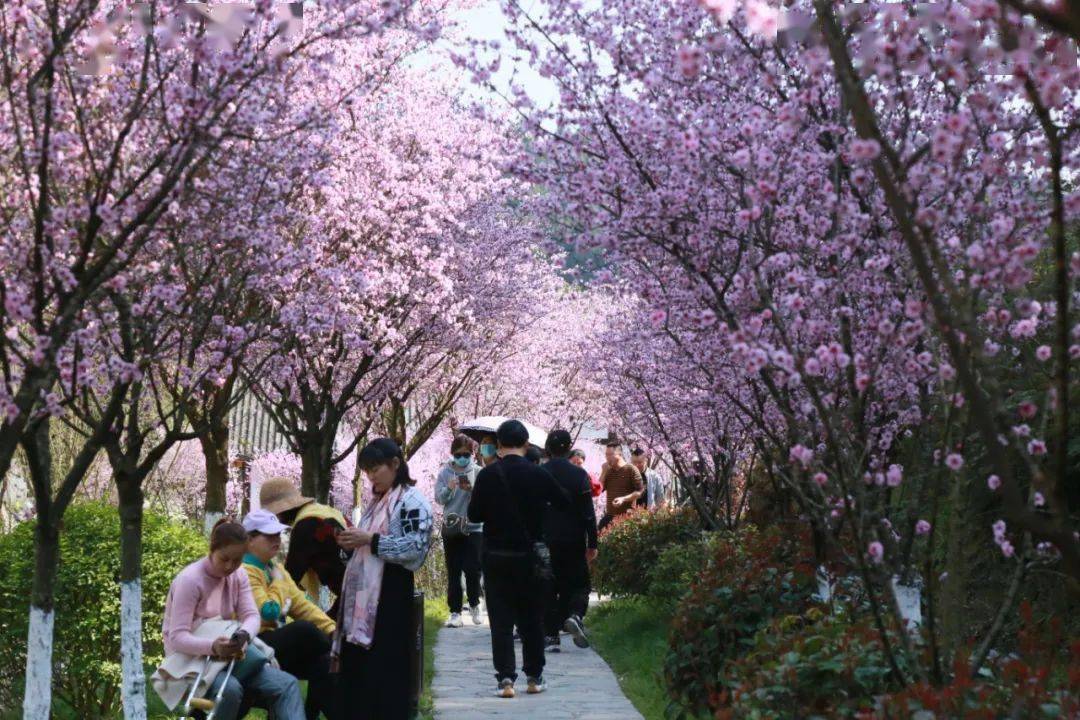 万元大奖等你拿到西充看春天抖音短视频大赛开始啦