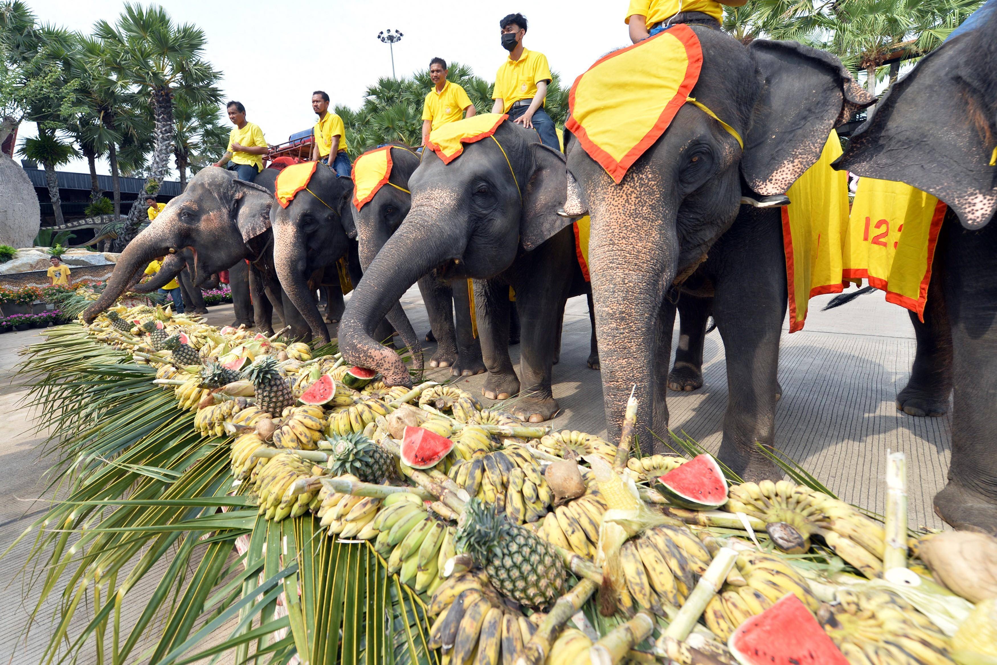 泰国大象日大象享用水果自助餐