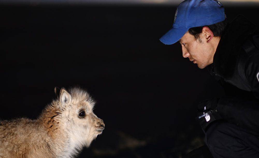 参考消息特稿透过可可西里生态之窗看美丽中国