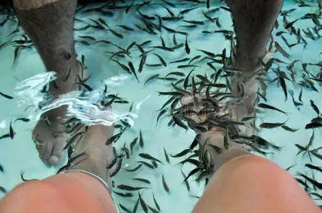 恐怖的温泉鱼疗吃脚皮治脚气全是假象一条大鱼放进去只剩骨架