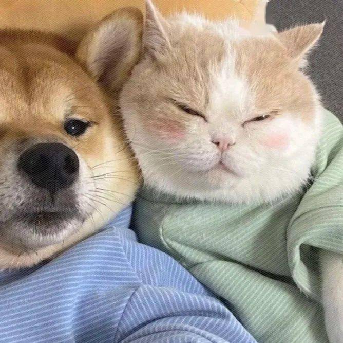 头像丨超有趣的头像676767