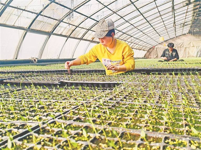 宁安:嫁接育苗不停歇_生产_大棚_种苗