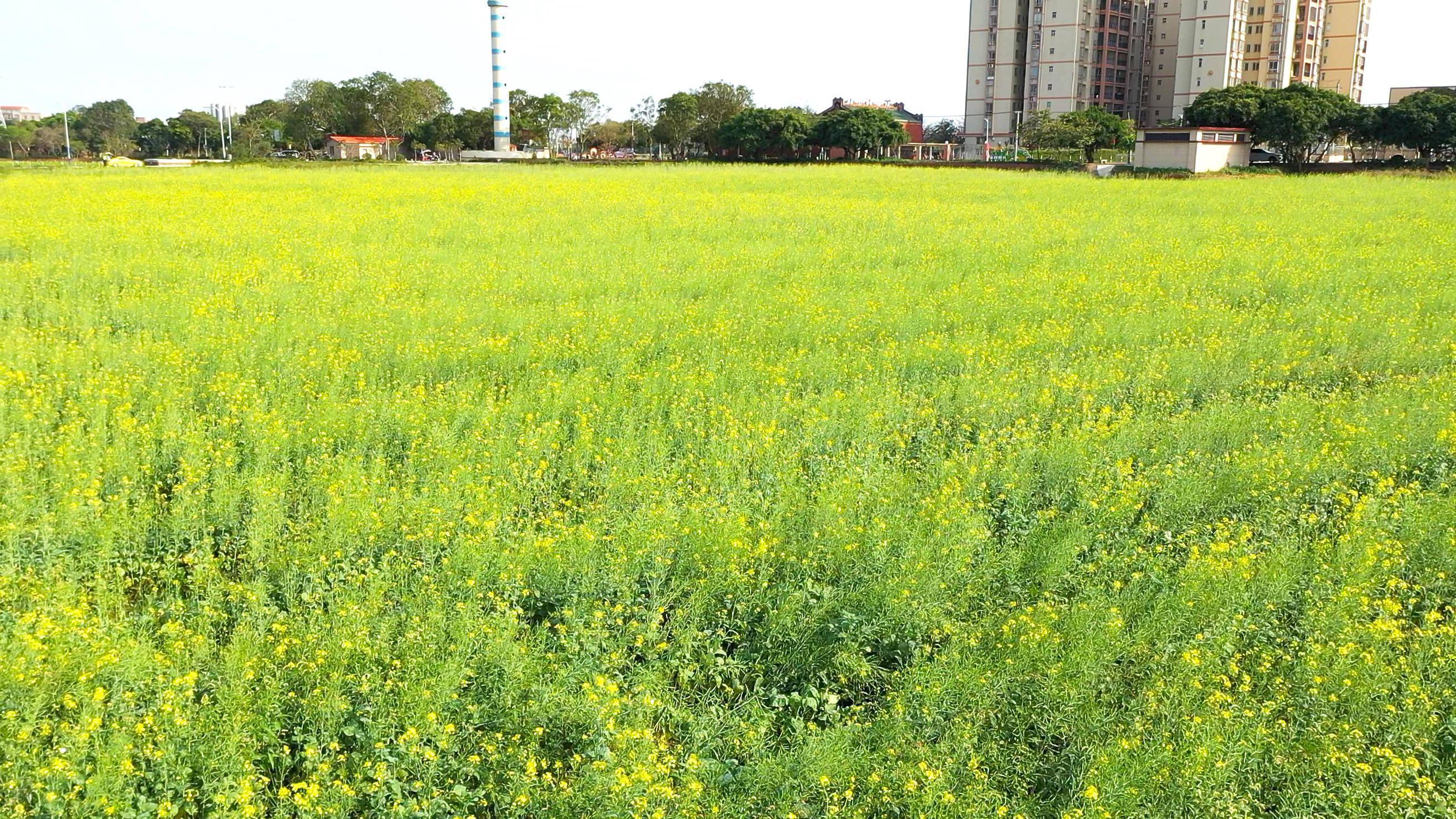 2022湛江油菜花田图片