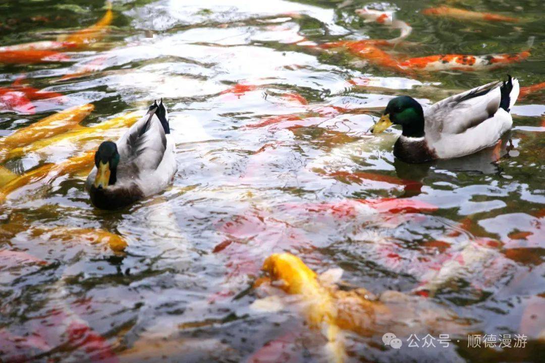 清晖水暖鸭先知