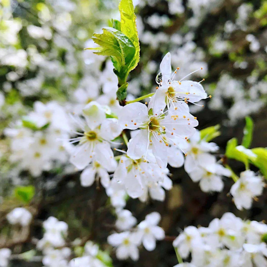 万盛浪漫春游季丨李花盛开,转瞬即逝的美丽等你来