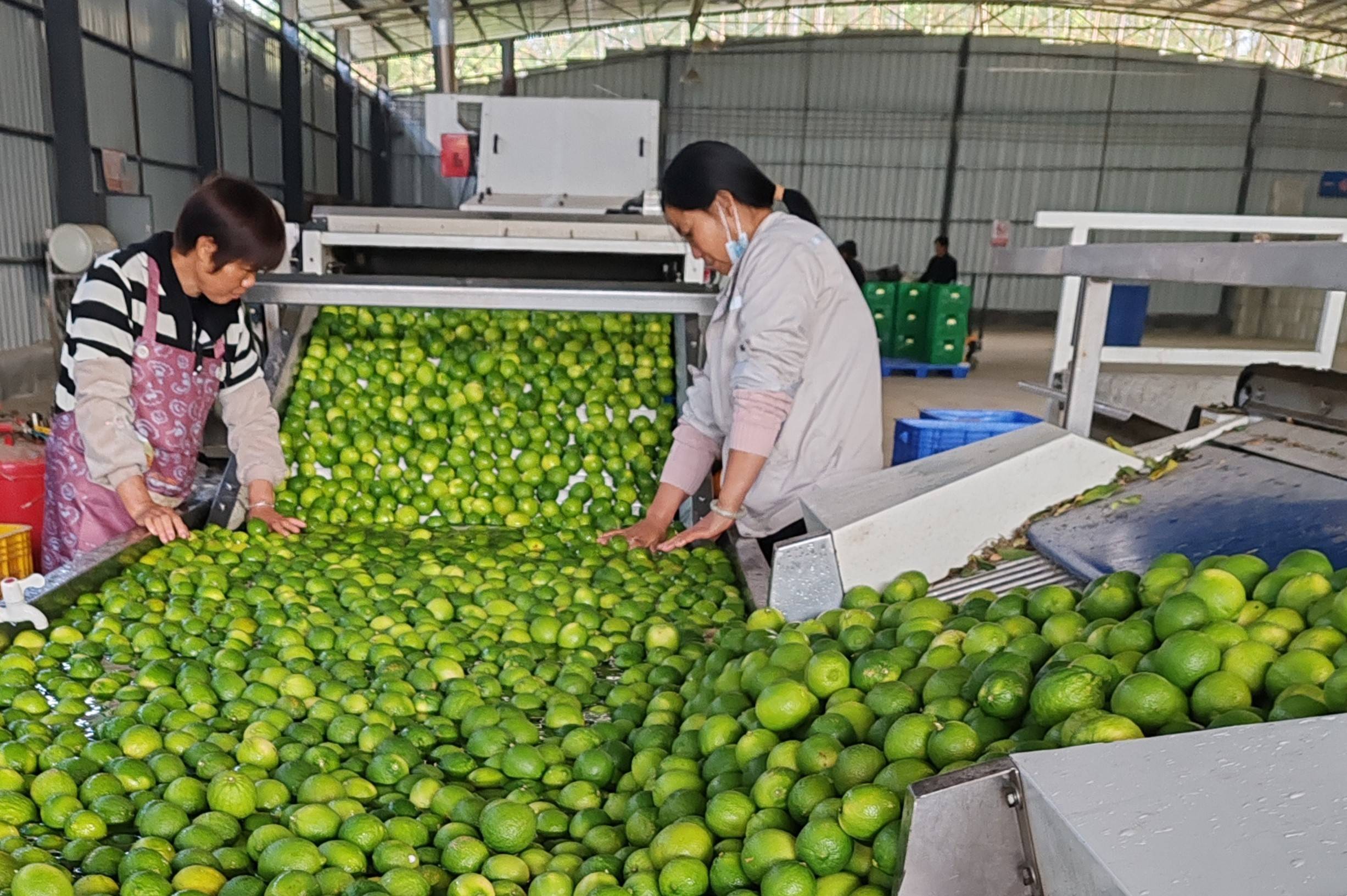 台山香水柠檬种植基地图片