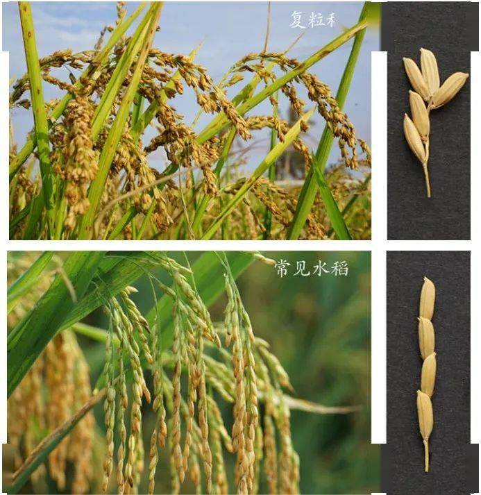 关于水稻的分类的图片图片