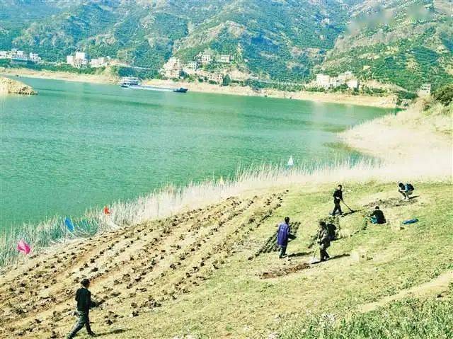 (受访者供图)■在漫长的自然演替中,丰都车前形成了夏季休眠应对江水