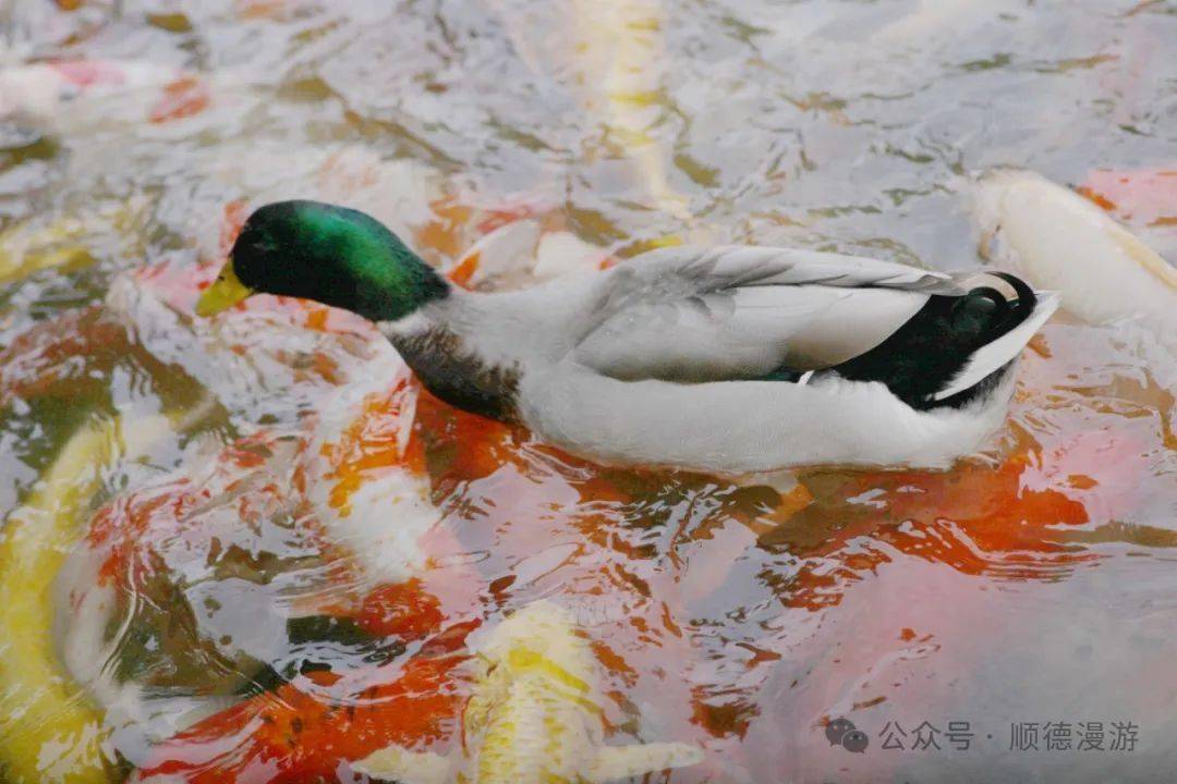 清晖水暖鸭先知