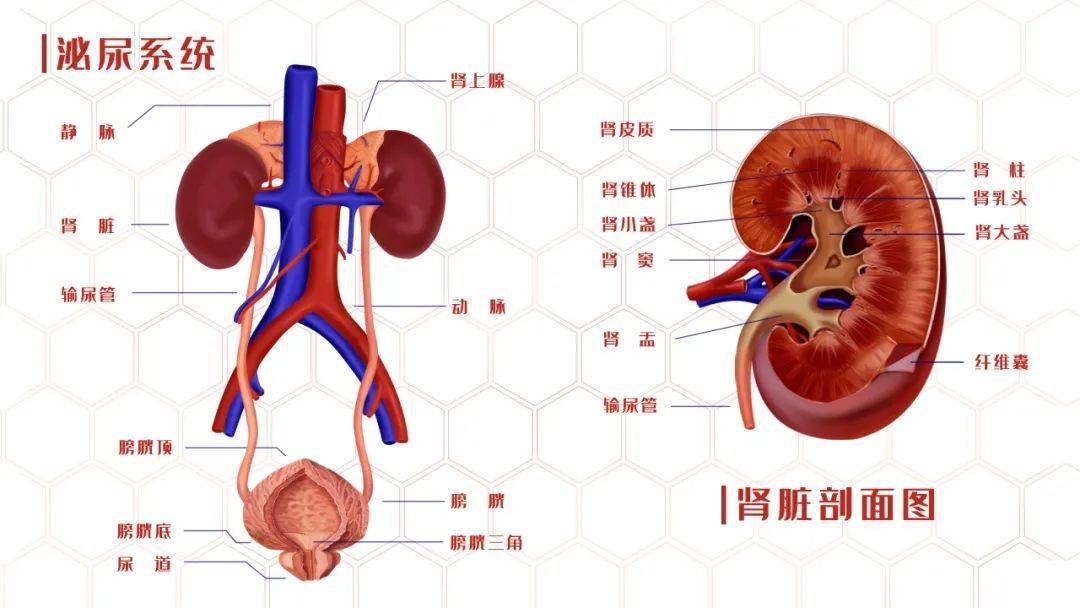 肾脏的位置图片解剖图片