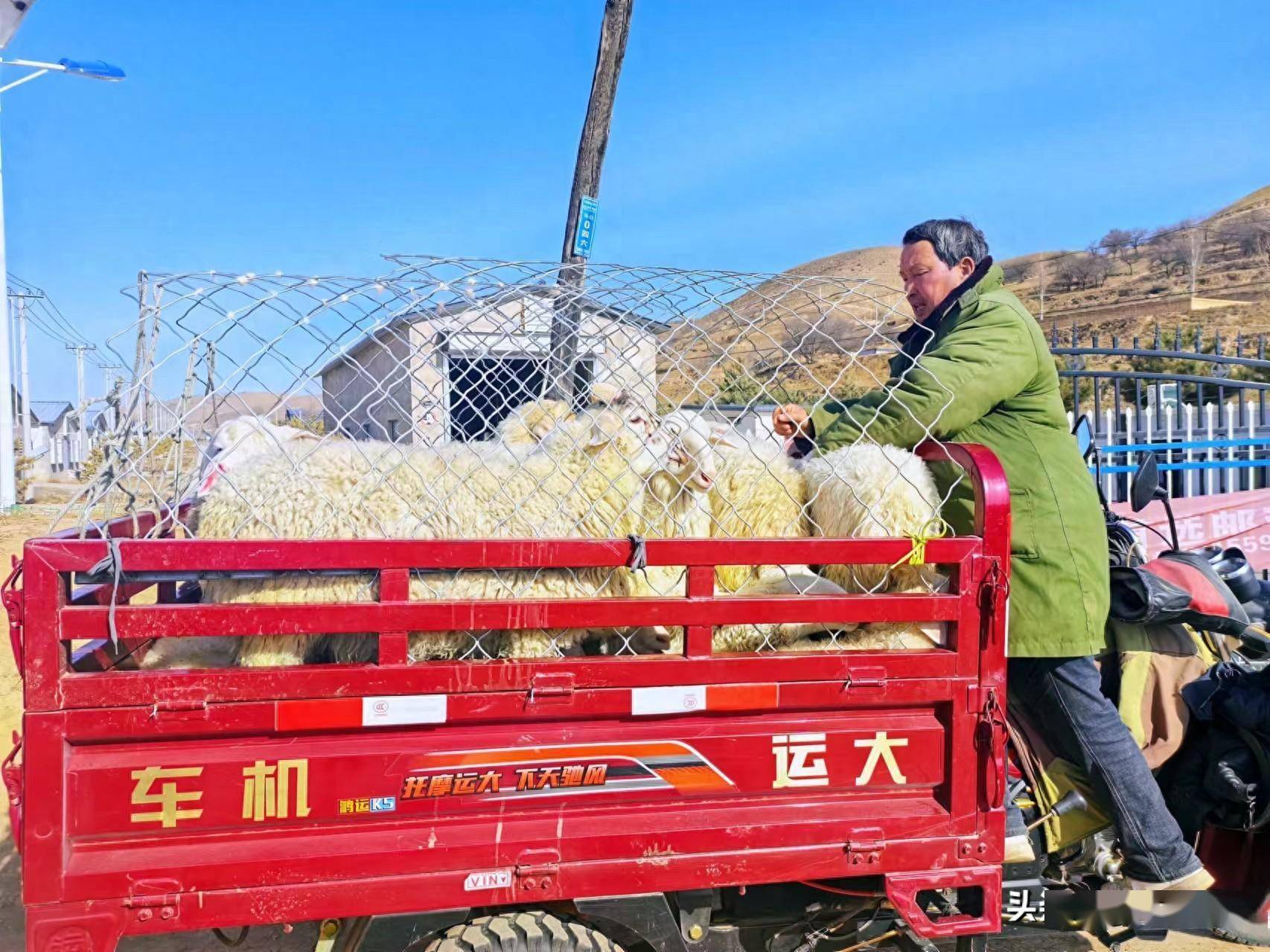 环县羔羊进入新一轮出栏育肥旺季