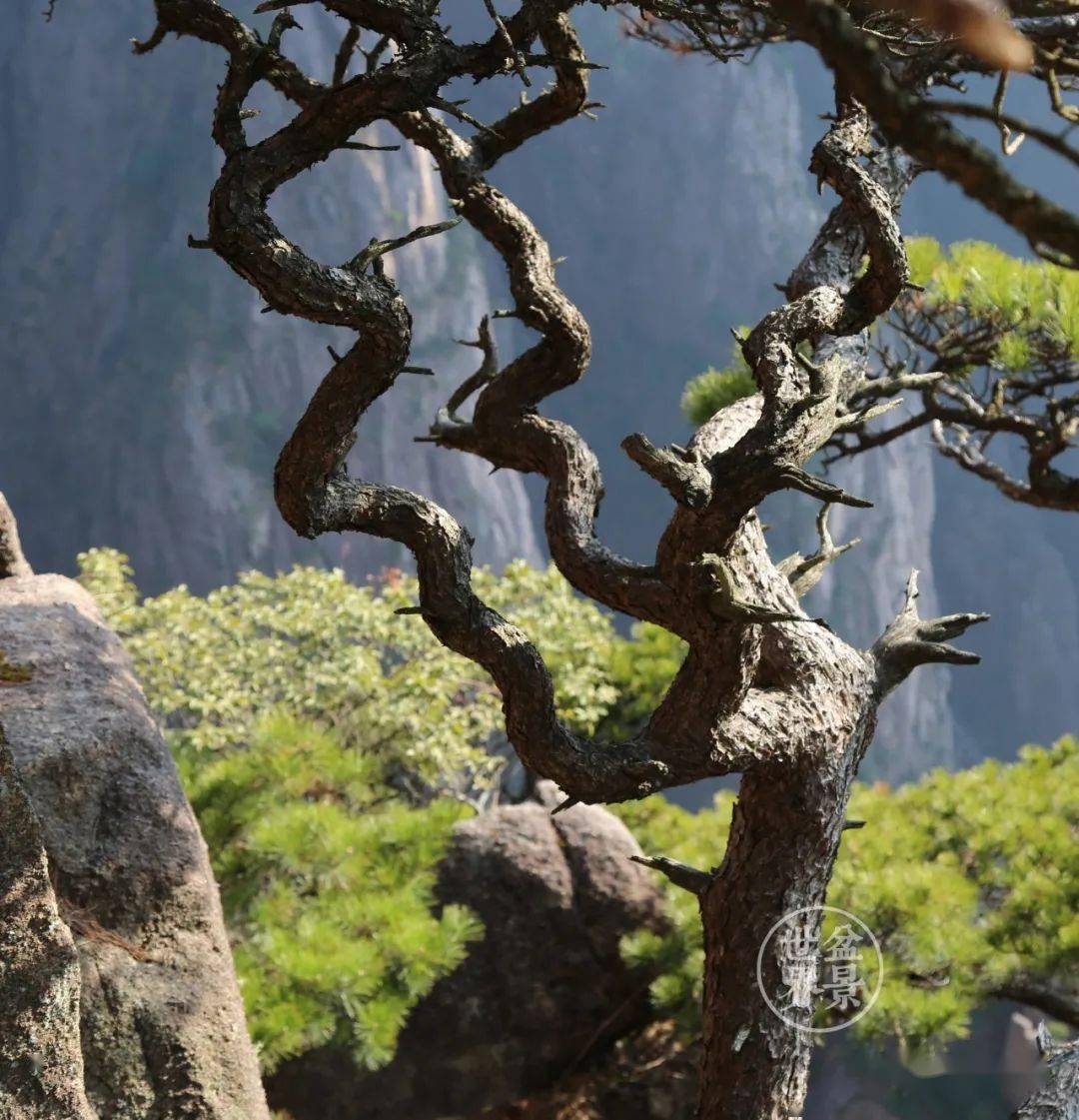 位于黄山排云亭附近的这棵松树,在风霜雨雪的历练下,变得"枝无寸直"