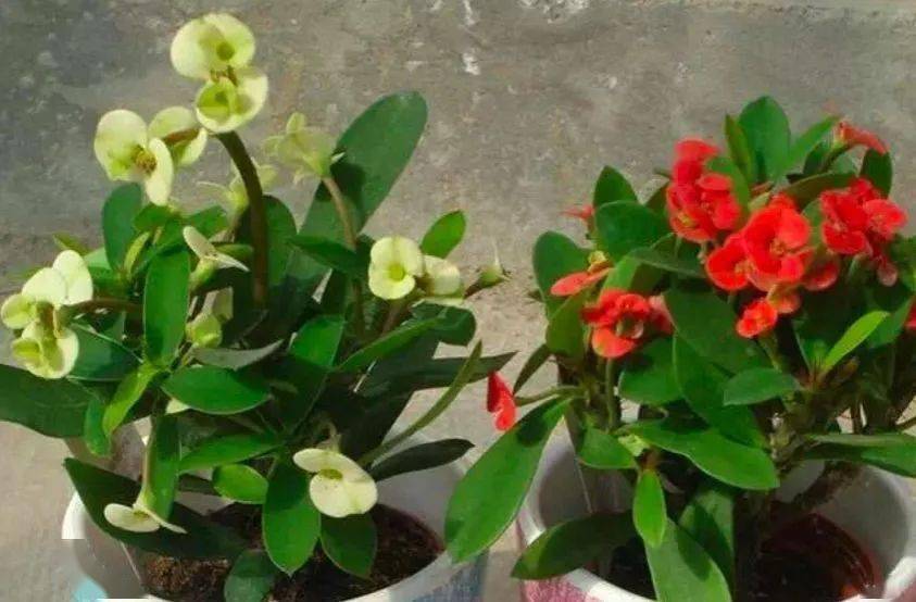 这6种超长待机花卉养好了一年四季不愁没花看