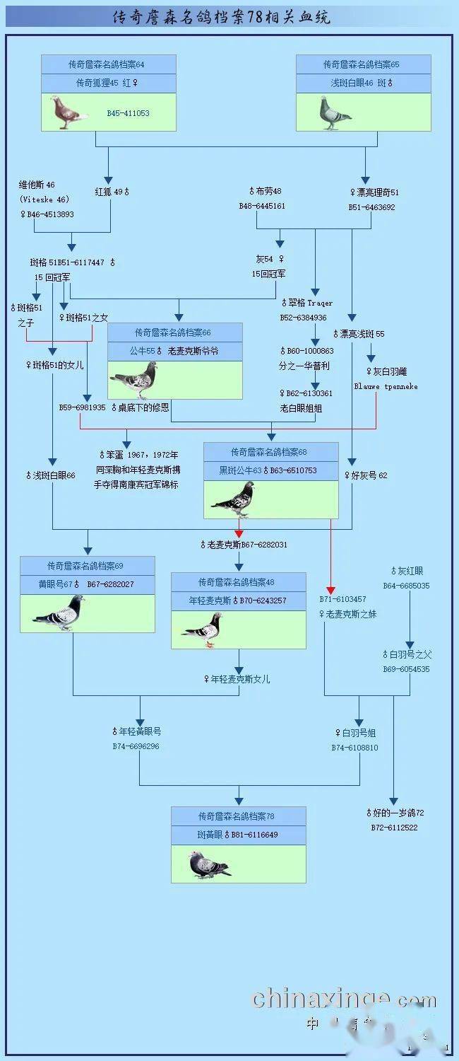 传奇詹森名鸽档案2图片