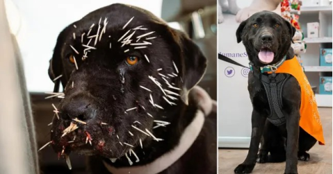 来自加拿大的足球运动员brady oliveira经常救助动物,在听说这只狗的