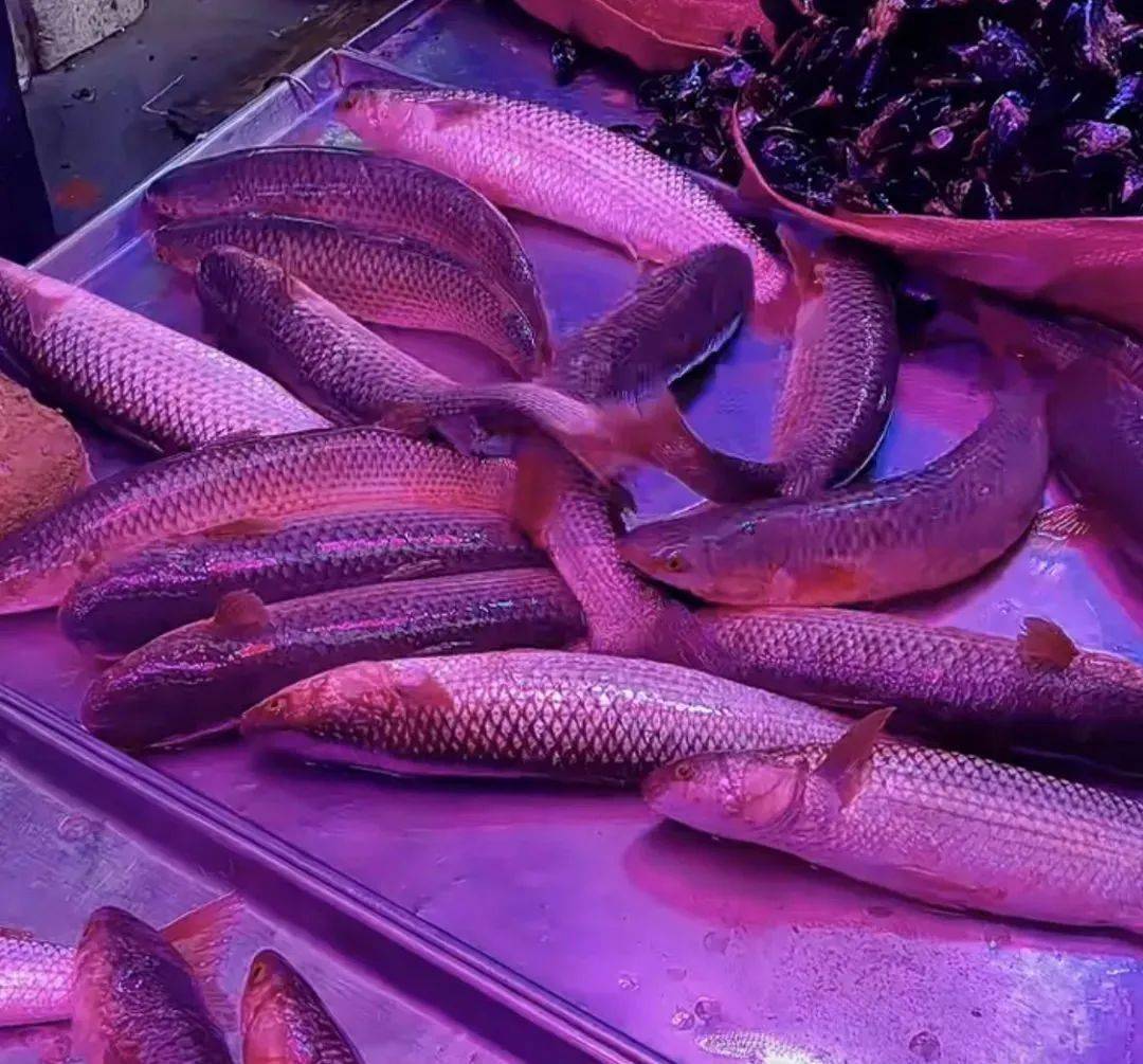 大家对梭鱼的追捧和喜爱由此可见的民谚"丢了车和牛,不丢梭鱼头""食用