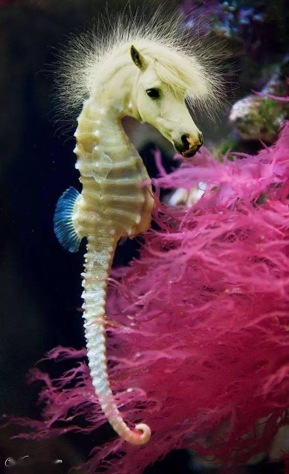 只发一次罕见的奇兽大全见过三种算你牛