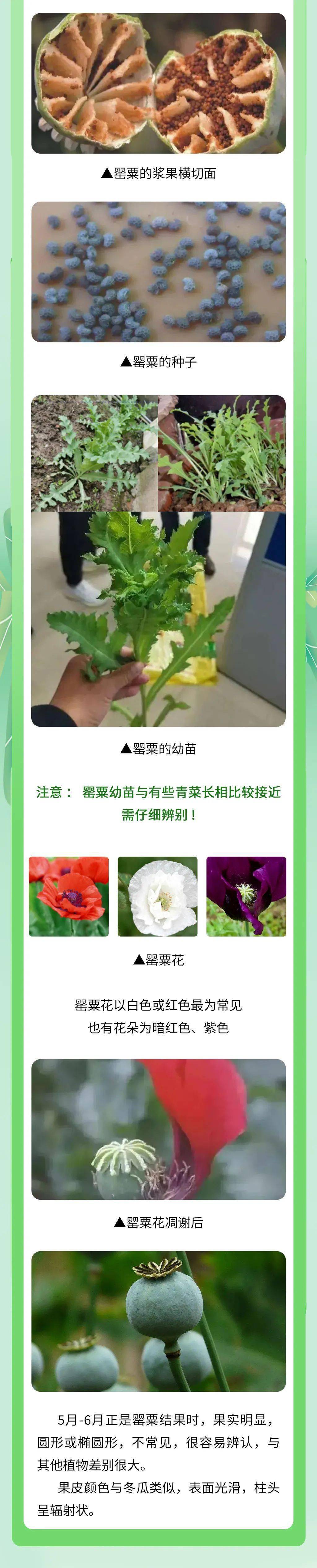 粤虎小课堂 带你认识毒品原植物—罂粟篇